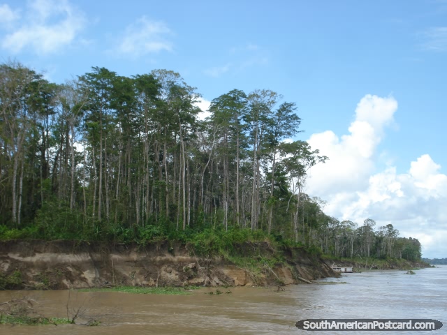 Tall trees on the banks of the Amazon river. (640x480px). Brazil, South America.
