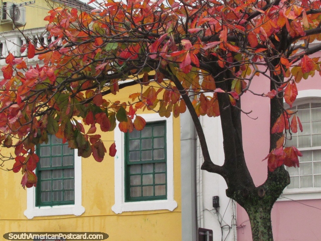 Cores de outono, folhas vermelhas em uma árvore em centro da cidade de Florianopolis. (640x480px). Brasil, América do Sul.