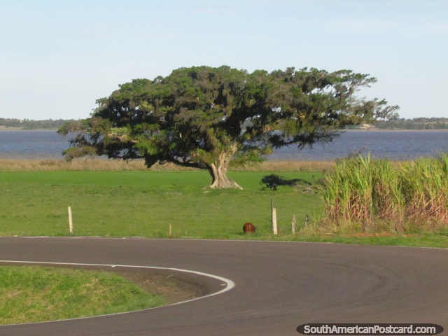 Árvore e lagoa em volta de Osorio, ao leste de Porto Alegre. (640x480px). Brasil, Amrica do Sul.