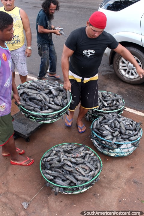 Baskets of fresh fish come in from the Amazon River for the market in Santarem. (480x720px). Brazil, South America.