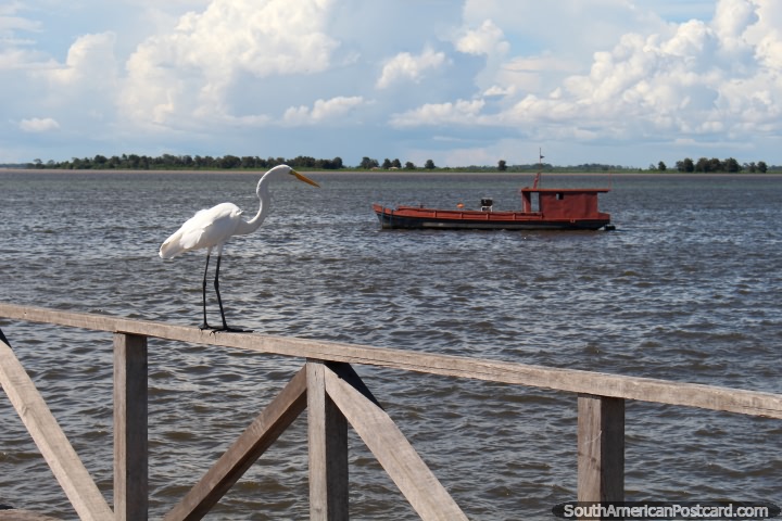 White stork sits on the wharf, a red fishing boat behind in the Amazon River in Santarem. (720x480px). Brazil, South America.
