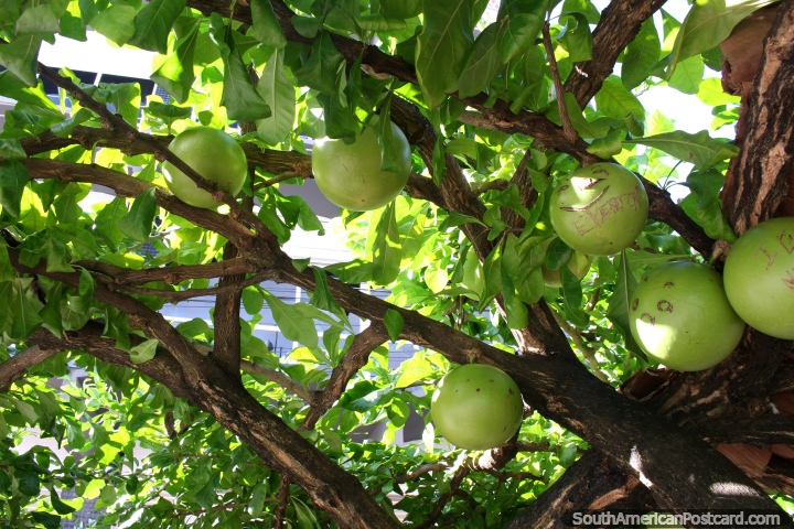 O fruto que parecem a bolas de boliche verdes cresce em Santarem central. (720x480px). Brasil, Amrica do Sul.