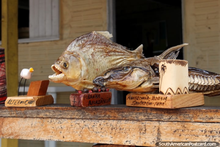 Um peixe de Piranha secado e o outro de uma loja de arte em Alter do Chao perto de Santarem. (720x480px). Brasil, América do Sul.
