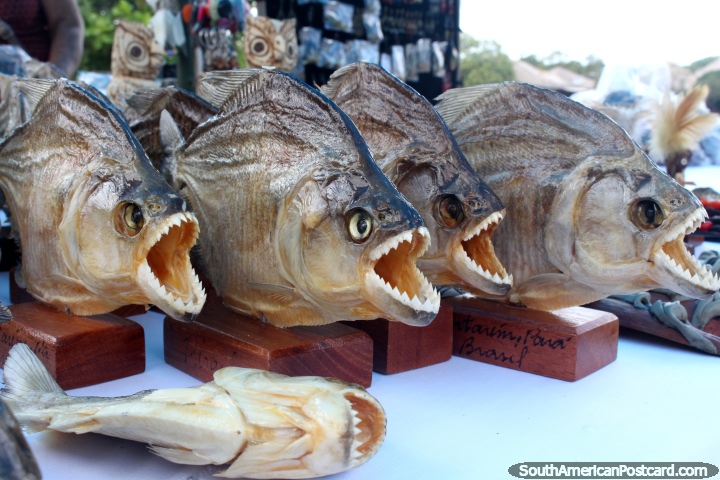 Piranha secada com dentes agudos, as lembranas em Alter do Chao perto de Santarem. (720x480px). Brasil, Amrica do Sul.