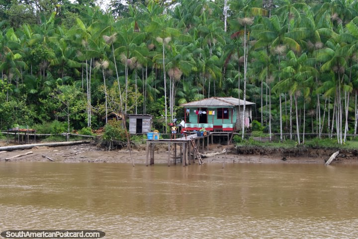 Enorme jardn de palmeras rodea esta casa Amazon norte de Breves. (720x480px). Brasil, Sudamerica.