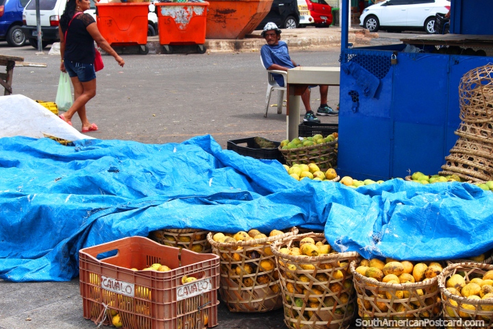 Baskets of mangoes by the wharf at the Belem port area. (720x480px). Brazil, South America.