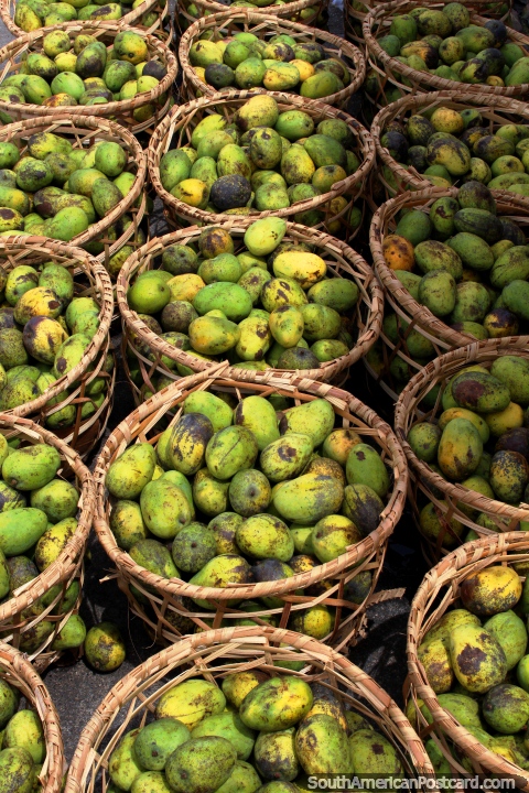 Baskets of green mangoes ready to be delivered from the Belem port area. (480x720px). Brazil, South America.