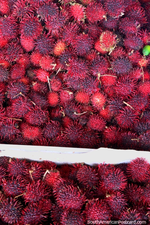 Rambutn, una fruta del Sudeste de Asia, en venta en Mercado Ver-o-Peso en Belem. (480x720px). Brasil, Sudamerica.