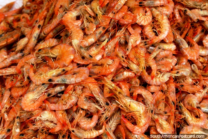 Shrimps for sale at Ver-o-Peso Market in Belem. (720x480px). Brazil, South America.