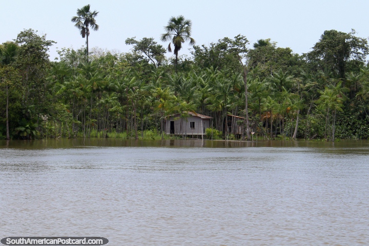 Casa de madeira rodeada de um mar de palmeiras no Amazônia, ao oeste de Belém. (720x480px). Brasil, América do Sul.