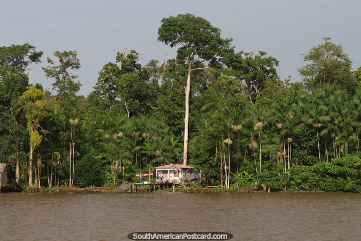 A huge tree stands behind a tiny wooden Amazon house beside the river, south of Macapa. (720x480px). Brazil, South America.