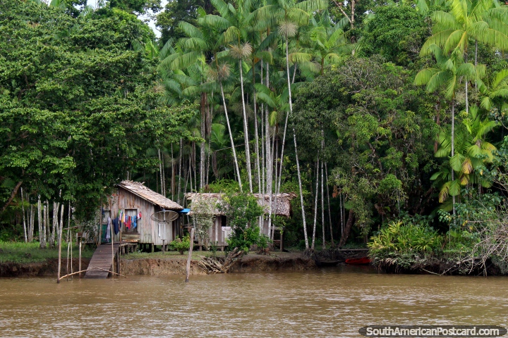 Amazon huts with thatched roofs, beautiful palms, south of Macapa. (720x480px). Brazil, South America.