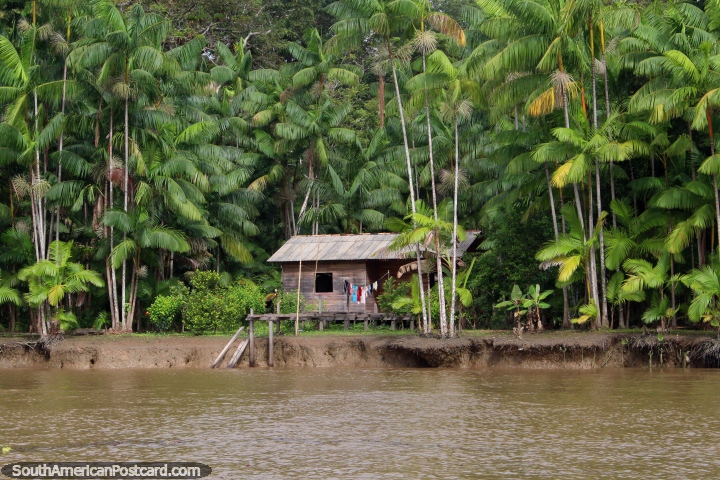 Vivendo entre as árvores no Amazônia, uma cabana de madeira ao sul de Macapa. (720x480px). Brasil, América do Sul.