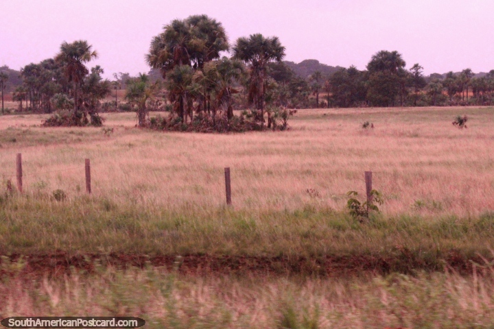 Palmeras y los pastizales en el norte entre Tartarugalzinho y Oiapoque. (720x480px). Brasil, Sudamerica.