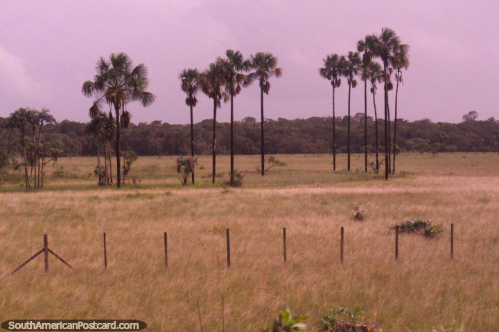 Palms rociada sobre los pastizales entre Macapa y Oiapoque. (720x480px). Brasil, Sudamerica.