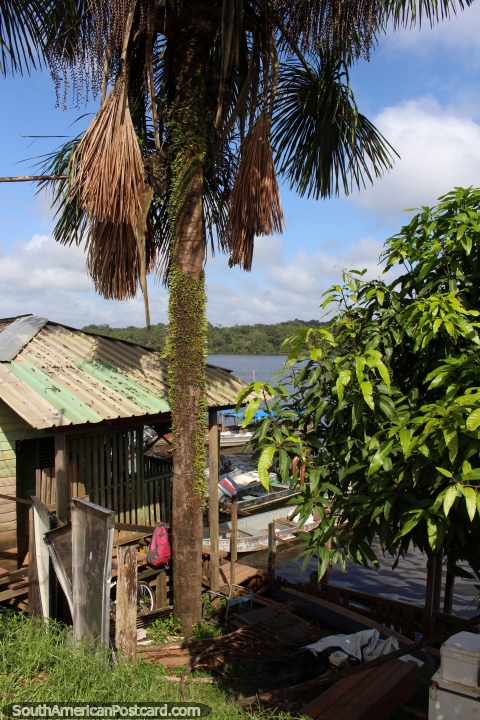 Palmeira e cabana na borda do Rio Oyapock em Oiapoque. (480x720px). Brasil, América do Sul.