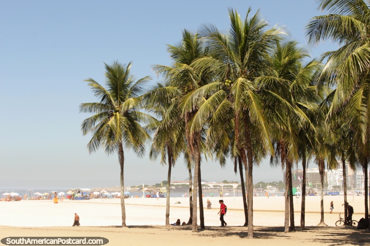 Palmeras, cocos, arena caliente y agua fra, s lo es de Copacabana, en Ro de Janeiro! (720x480px). Brasil, Sudamerica.