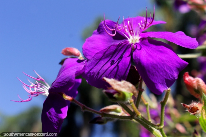 Purple flowers open in the sunlight at the Sao Paulo Botanical Gardens. (720x480px). Brazil, South America.