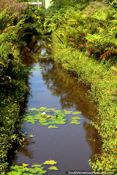 Un canal con las hojas del lirio en los jardines botnicos de Sao Paulo. (480x720px). Brasil, Sudamerica.