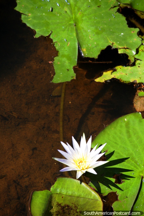 Star-shaped white flower and lily leaves in the water at Sao Paulo Botanical Gardens. (480x720px). Brazil, South America.