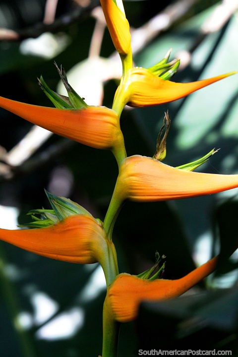 Like steps up a ladder, an orange flower at Sao Paulo Botanical Gardens. (480x720px). Brazil, South America.