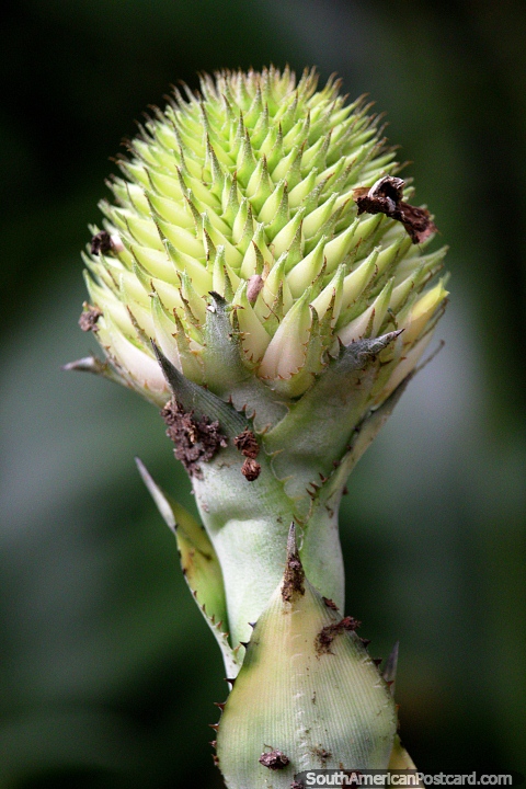 Green spiky beehive flower, Sao Paulo Botanical Gardens. (480x720px). Brazil, South America.