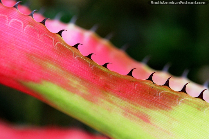 Shark fins on a red and green plant at the Sao Paulo Botanical Gardens. (720x480px). Brazil, South America.