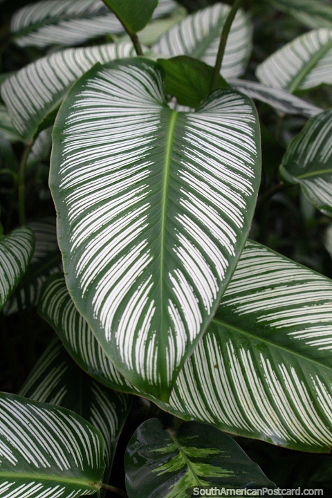 Giant green leaves with a white striped pattern at the Sao Paulo Botanical Gardens. (480x720px). Brazil, South America.