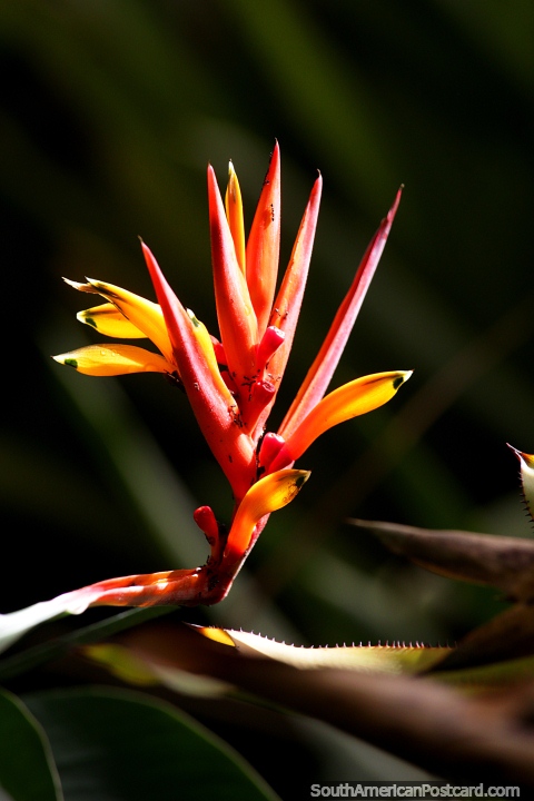 Folhas cor-de-laranja e vermelhas, gostando de natureza nos Jardins botnicos de So Paulo. (480x720px). Brasil, Amrica do Sul.