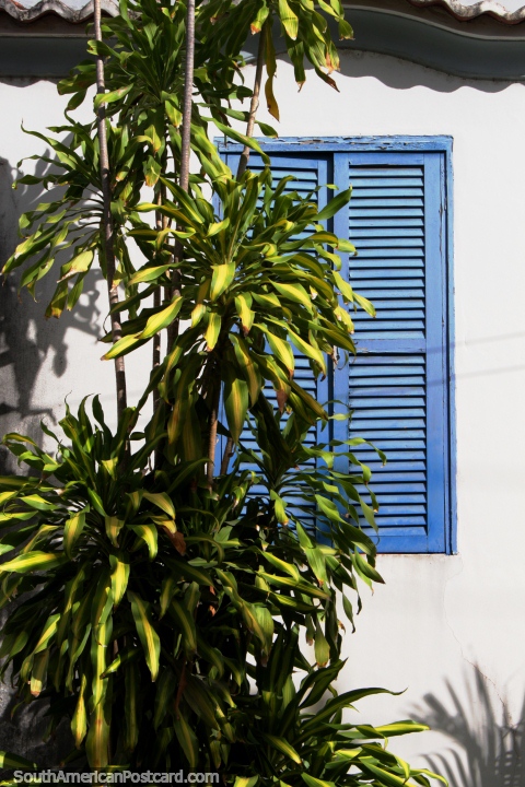 Wooden blue window shutters and a leafy tree in Penedo. (480x720px). Brazil, South America.