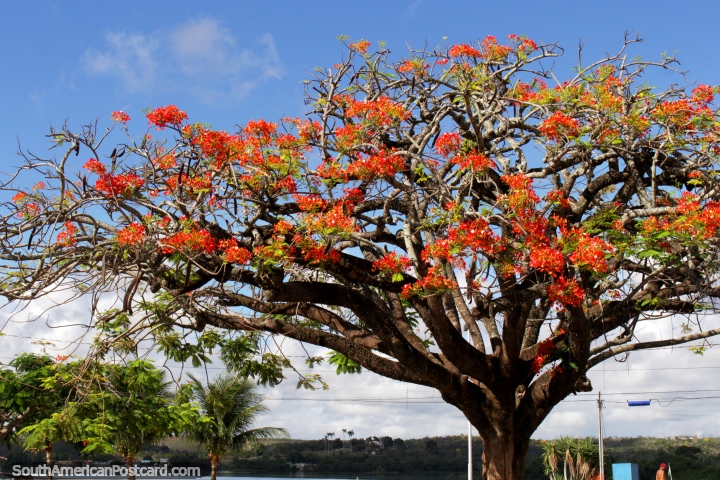 Gran árbol con hojas de naranja a lo largo de la orilla del río en Penedo. (720x480px). Brasil, Sudamerica.