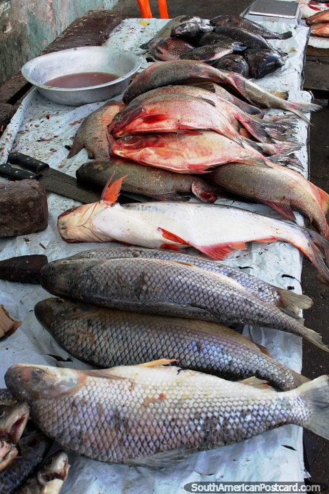 Algunas variedades de pescado en la mesa en el mercado de pescado en Penedo. (480x720px). Brasil, Sudamerica.