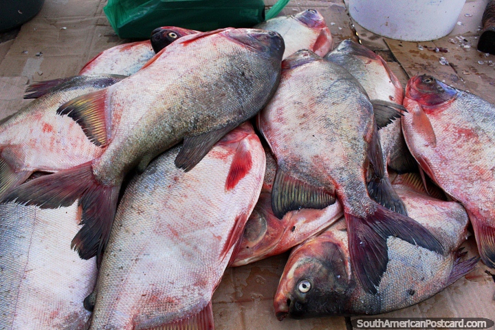 Fresh fish from the Sao Francisco River at the market in Penedo. (720x480px). Brazil, South America.