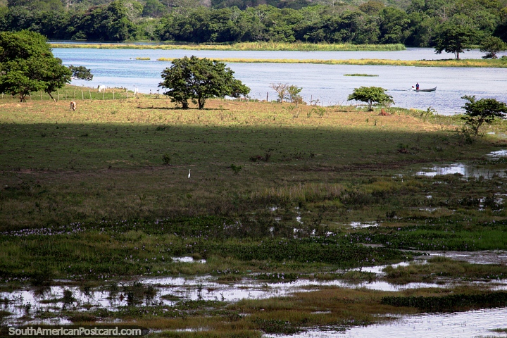 Canoa de rio, cegonha branca e gado em volta de Penedo, bela rea. (720x480px). Brasil, Amrica do Sul.