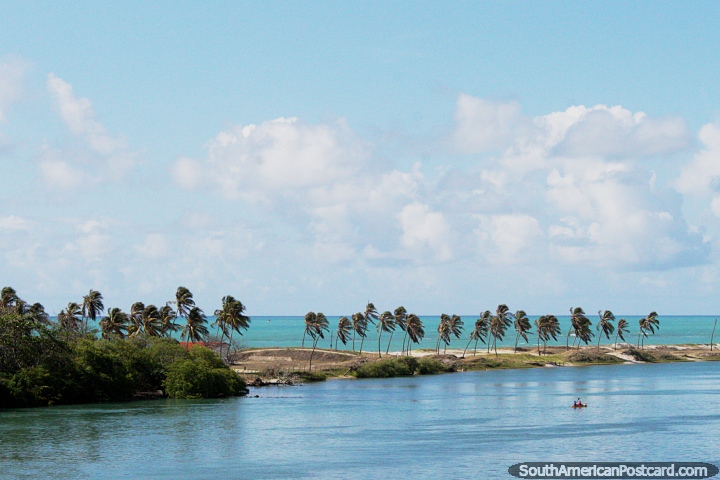 Palm trees and a view of the coast south of Maceio. (720x480px). Brazil, South America.