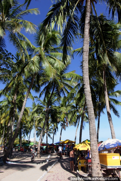 Un teln de fondo de altas palmeras en la playa de Macei - Playa Pajucara. (480x720px). Brasil, Sudamerica.