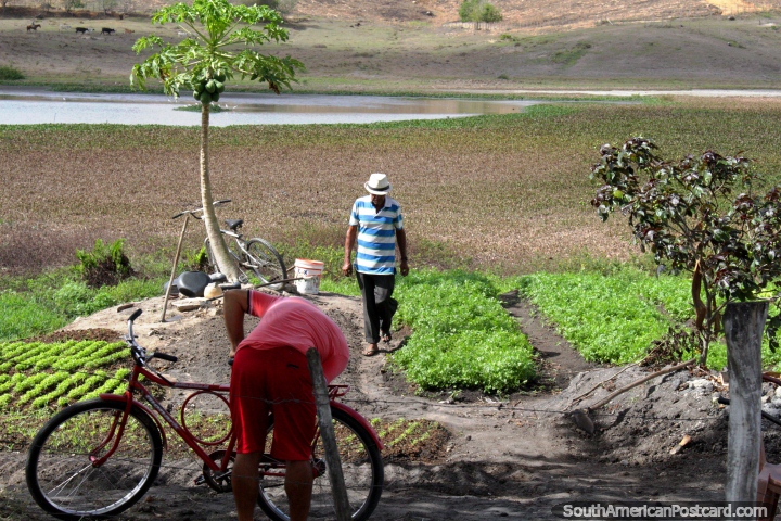 A man and his garden of crops north of Maceio, man fixes bicycle. (720x480px). Brazil, South America.