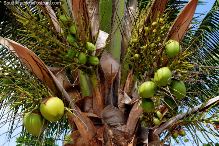 Dozens of coconuts growing at Maragogi beach, large and small! (720x480px). Brazil, South America.