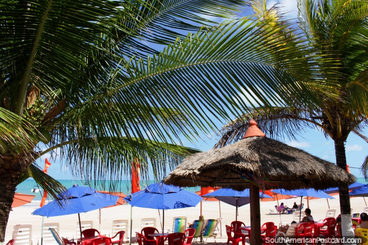 Helechos, palmeras y sombrillas, sombra del sol caliente en la Costa de Coral en Maragogi. (720x480px). Brasil, Sudamerica.