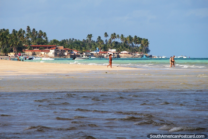 O fundo fantástico de palmeiras para nadar e jogar na praia em Maragogi. (720x480px). Brasil, América do Sul.