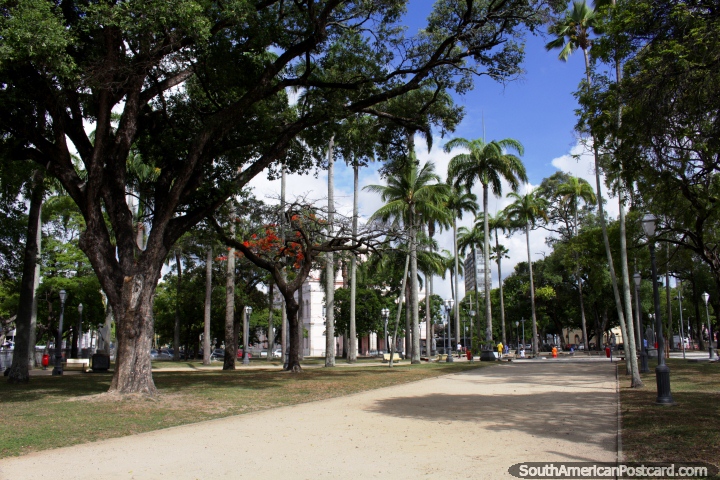Plaza Republica (Praca da Republica) in Recife with many tall palm trees. (720x480px). Brazil, South America.