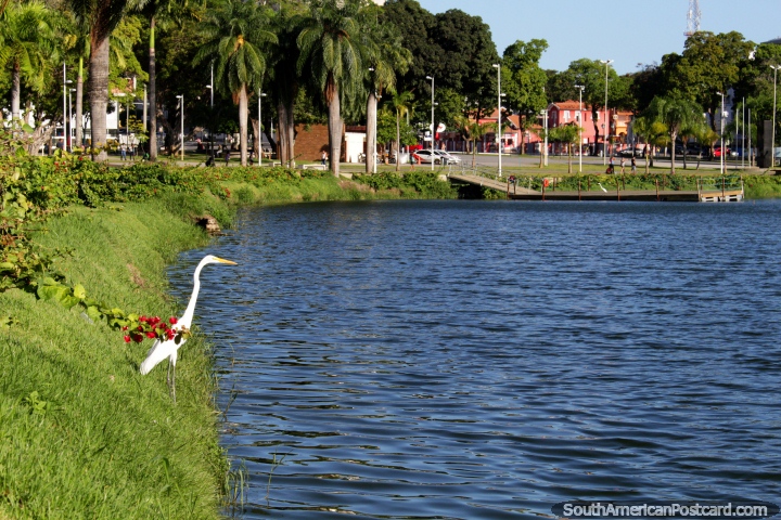 Cigüeña blanca posada en el borde de la laguna en el parque en el centro de João Pessoa. (720x480px). Brasil, Sudamerica.