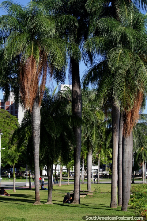 Embaixo de palmeiras é um bom lugar de descansar em Parque Lagoa em Joao Pessoa. (480x720px). Brasil, América do Sul.