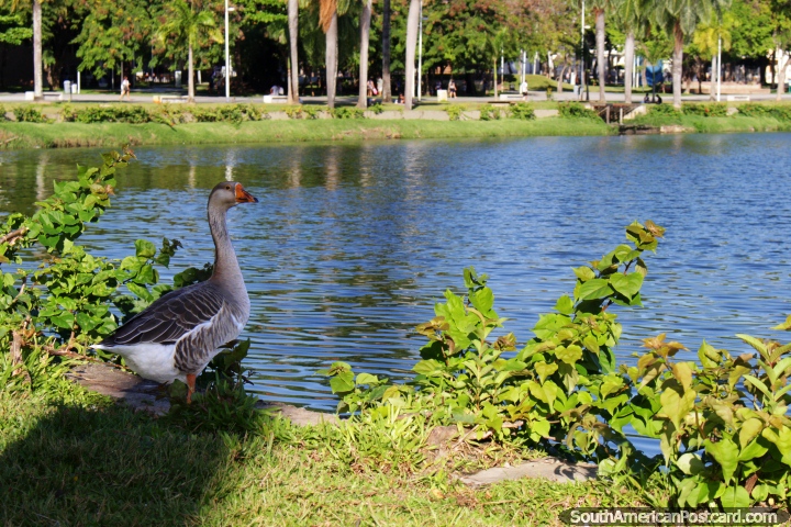 A goose on the edge of the lagoon at Lagoa Park in central Joao Pessoa. (720x480px). Brazil, South America.