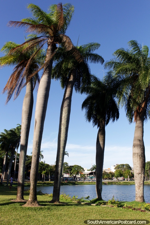 Parque Lagoa, bela lagoa e palmeiras em Joao Pessoa, que vale a pena uma parada em viagem. (480x720px). Brasil, Amrica do Sul.