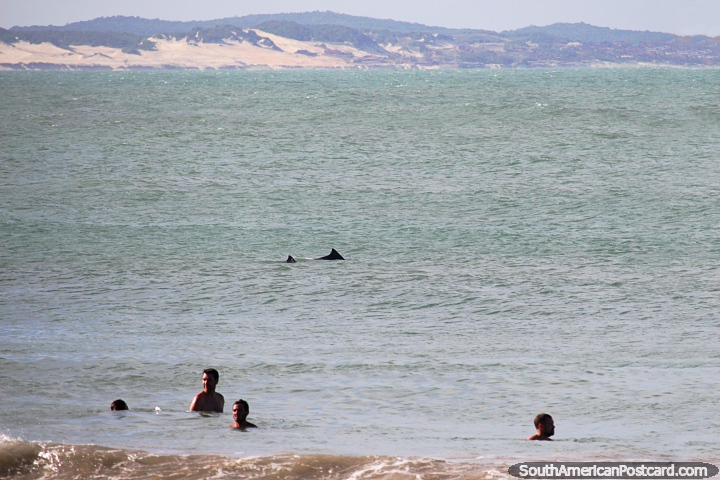 A pair of dolphins swim near swimmers at Dolphin Bay in Pipa. (720x480px). Brazil, South America.