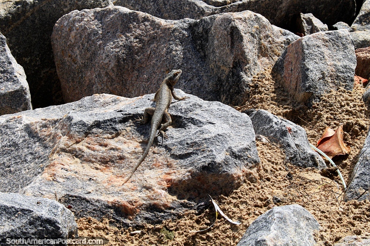 Pequena iguana em rochas na praia em Ponta Negra, Natal. (720x480px). Brasil, América do Sul.