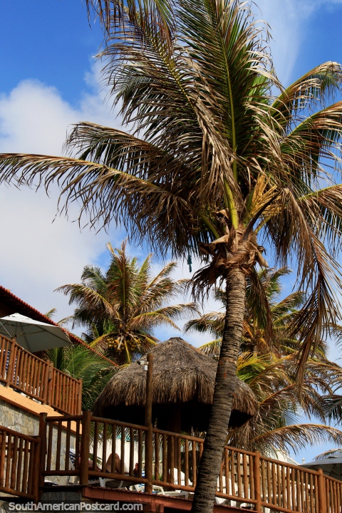Palm trees and thatched cabana, a house on the beach at Ponta Negra, Natal. (480x720px). Brazil, South America.
