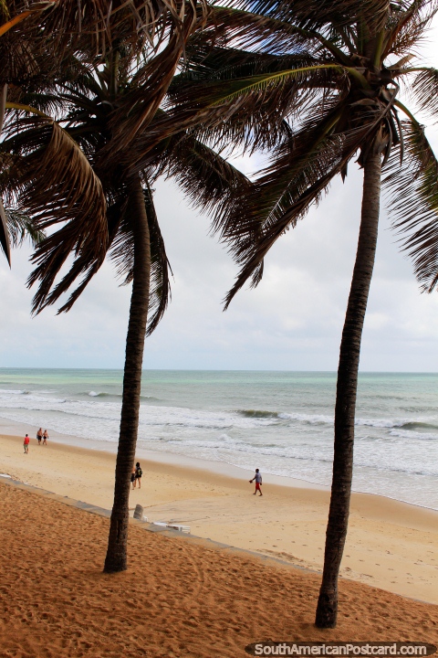 Palm trees above the beach, view out to the ocean at Ponta Negra, Natal. (480x720px). Brazil, South America.