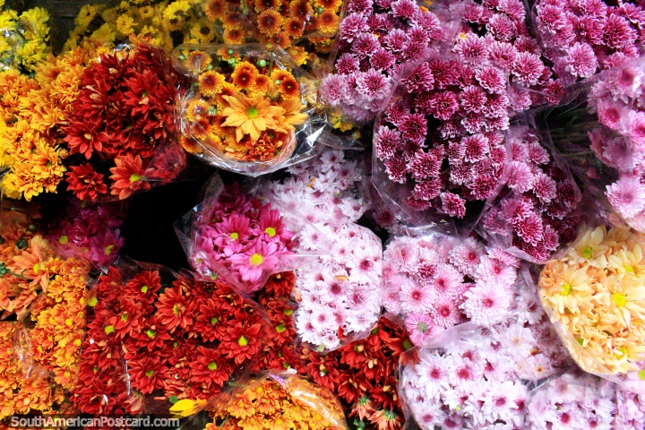 Flores con colores llenos ricos, Mercado Central es el lugar en Belo Horizonte. (720x480px). Brasil, Sudamerica.